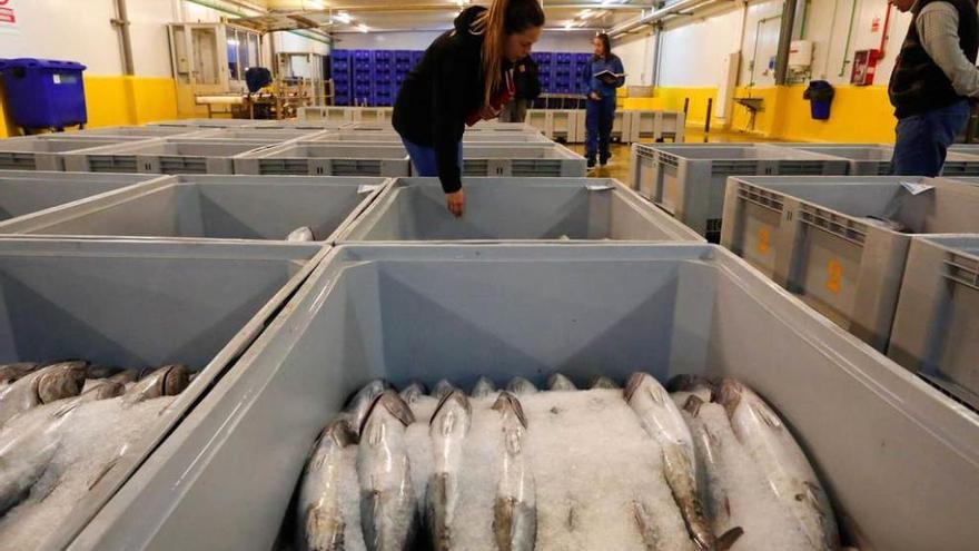 Algunas tinas con bonitos del Norte, en la rula de Avilés.