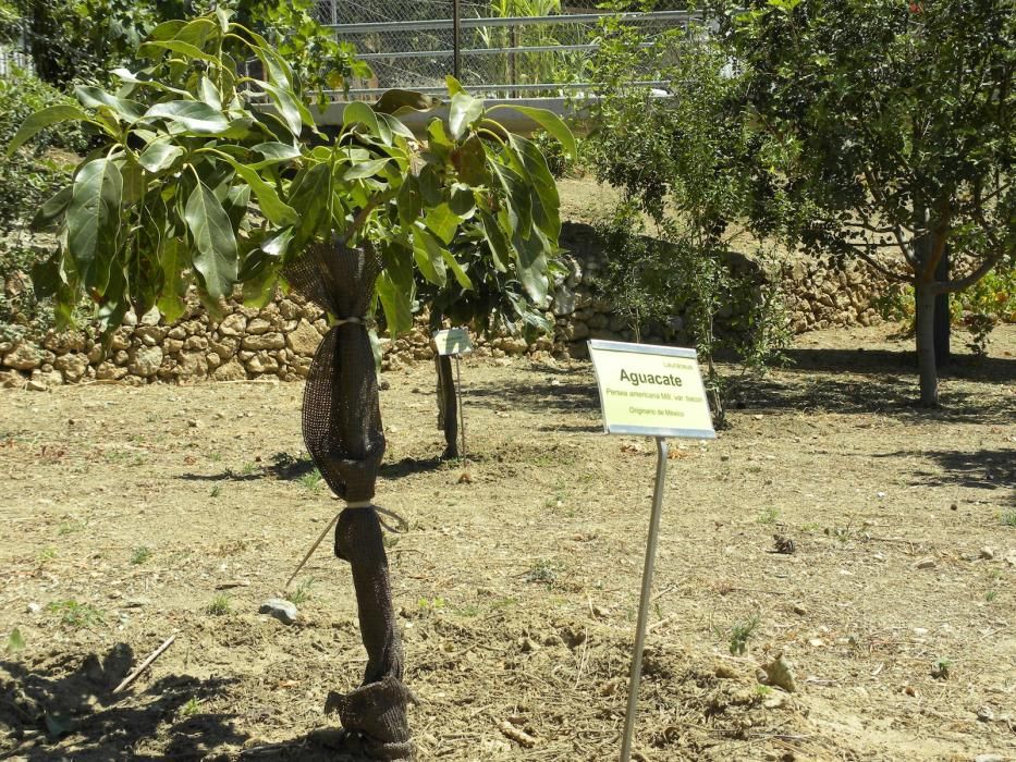 El Jardín Botánico Detunda-Cueva de Nerja, enmarcado en el Parque Natural de las Sierras Tejeda, Almijara y Alhama, alberga 200 especies de flora extraña sobre una superficie de 2,6 hectáreas.