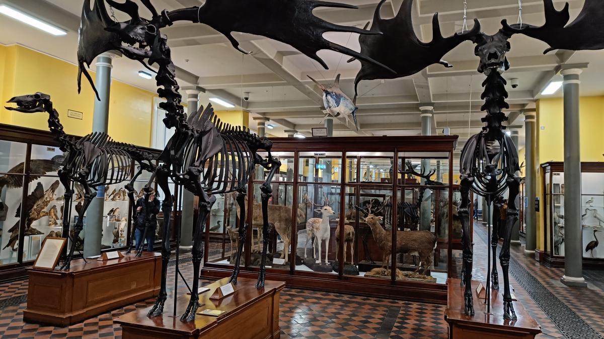 Interior del Museo de la Historia Natural de Dublín, conocido como &quot;Dead Zoo