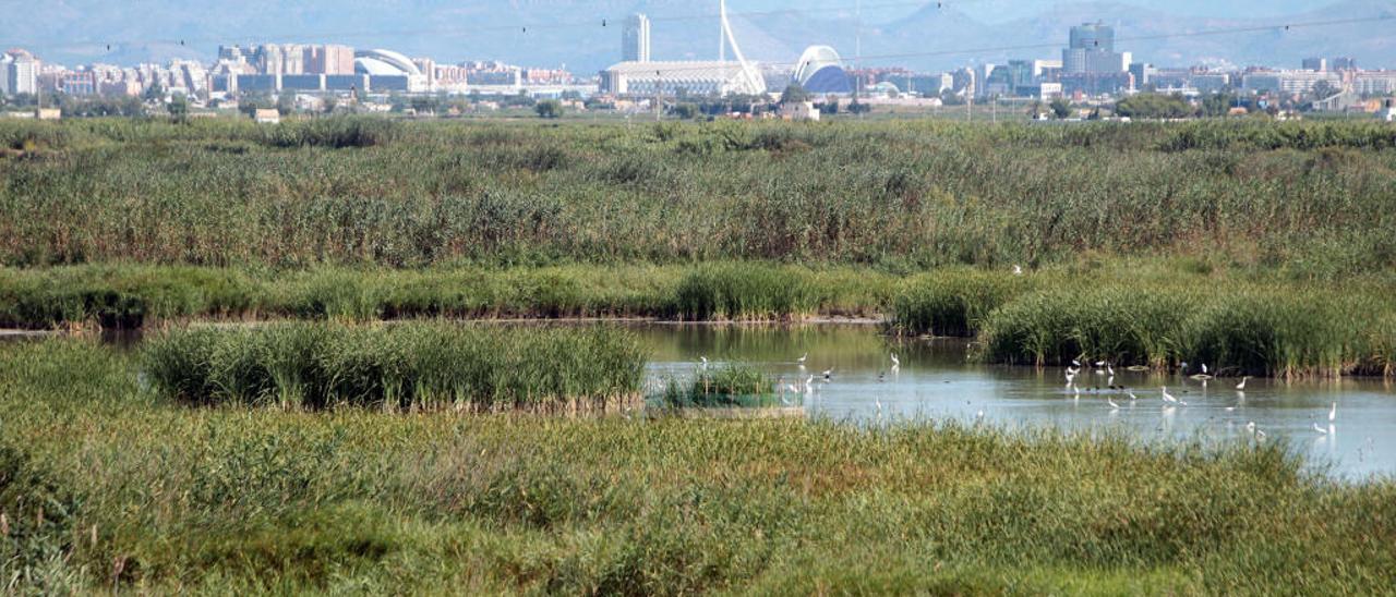 El Tancat de la Pipa, un humedal artificial de unas 40 hectáreas que depura el agua a través de la vegetación para que llegue limpia al lago.