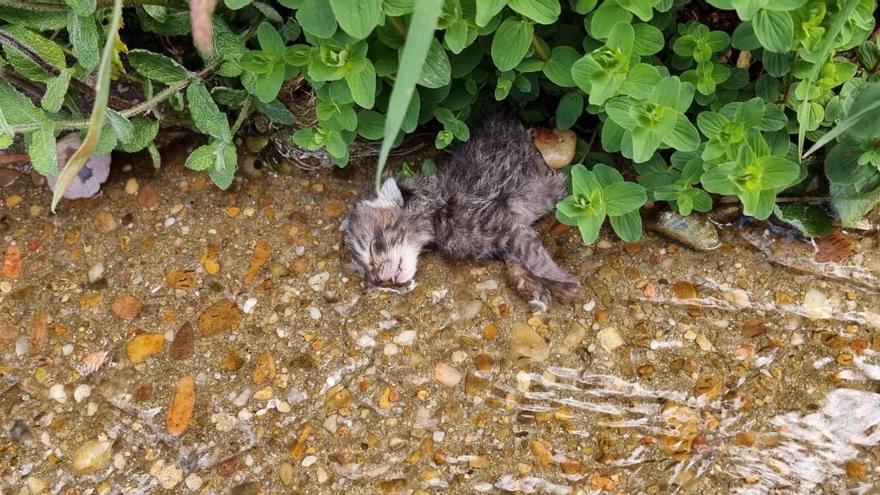 Maltrato animal: A hachazos contra los gatos recién nacidos en un pueblo de Zamora