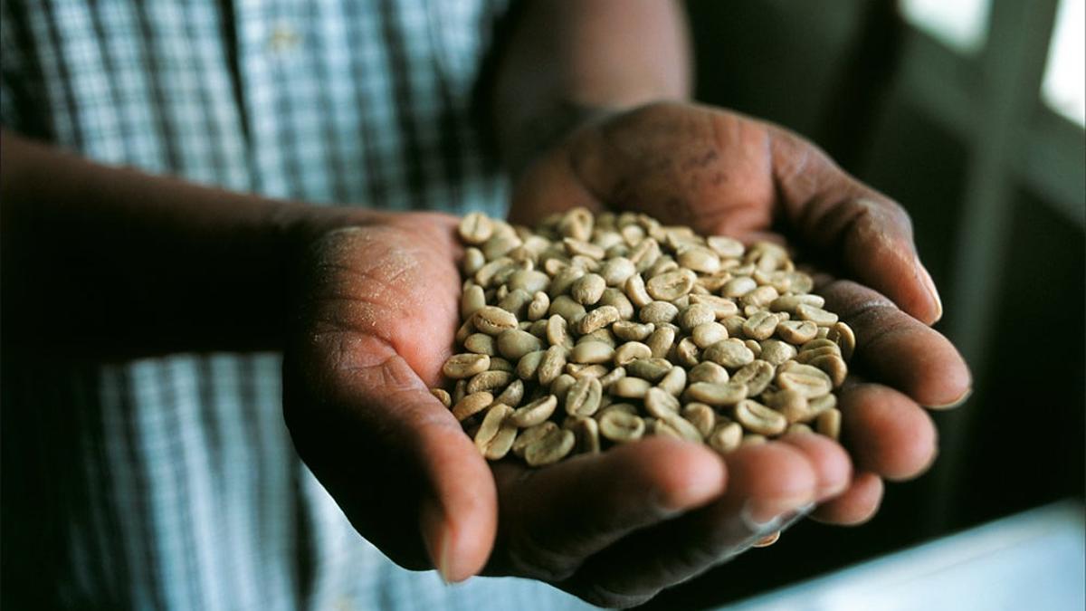 Un paseo por las plantaciones del mejor café del mundo