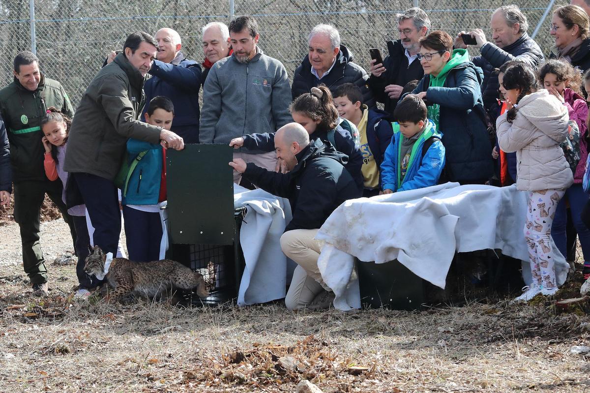 El consejero de Medio Ambiente, Vivienda y Ordenación del Territorio, Juan Carlos Suárez-Quiñones, asiste a la segunda suelta de linces, en Astudillo, en el Cerrato palentino, en la imagen suelta del macho Villano