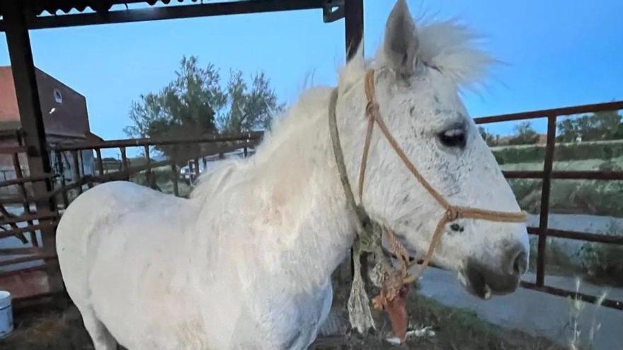 La Guàrdia Urbana de Figueres troba un poni perdut a Vilatenim