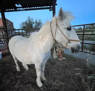 La Guàrdia Urbana de Figueres troba un poni perdut a Vilatenim