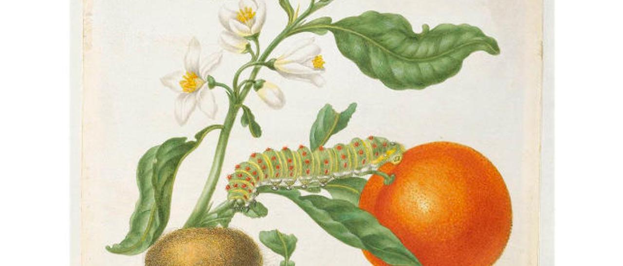 Ilustración de Maria Sibylla Merian sobre la metamorfosis de una mariposa.