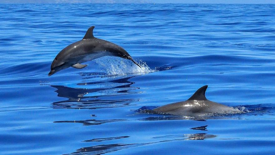 Vídeo | El impresionante avistamiento de una veintena de delfines en Castelló