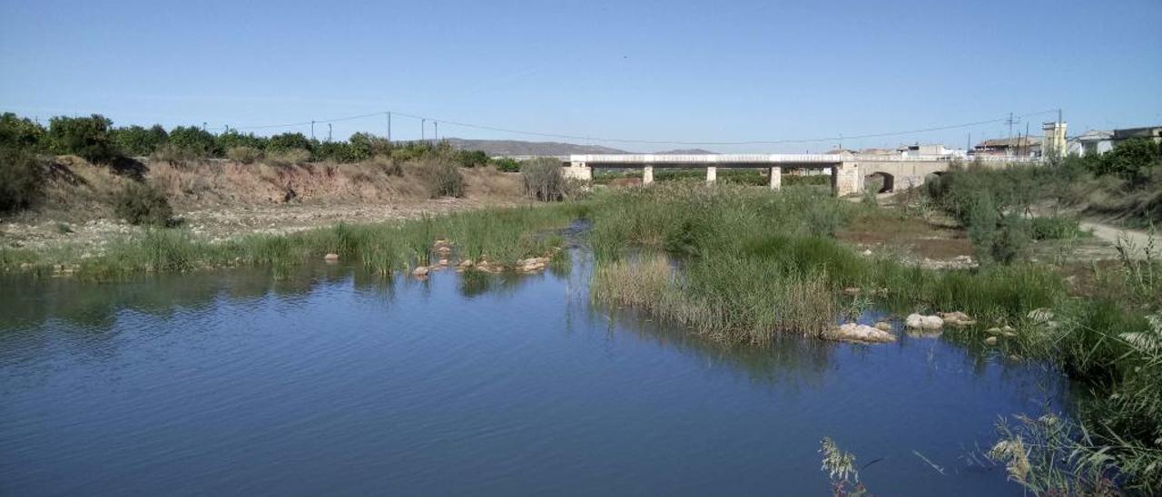 Càrcer plantará especies autóctonas en peligro de extinción en el cauce del río Sellent