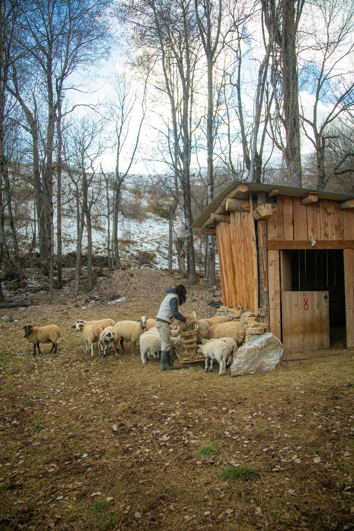 Vanesa Freixa se mudó al Pirineo, compró un rebaño de ovejas y buscó la manera de vivir de manera sostenible