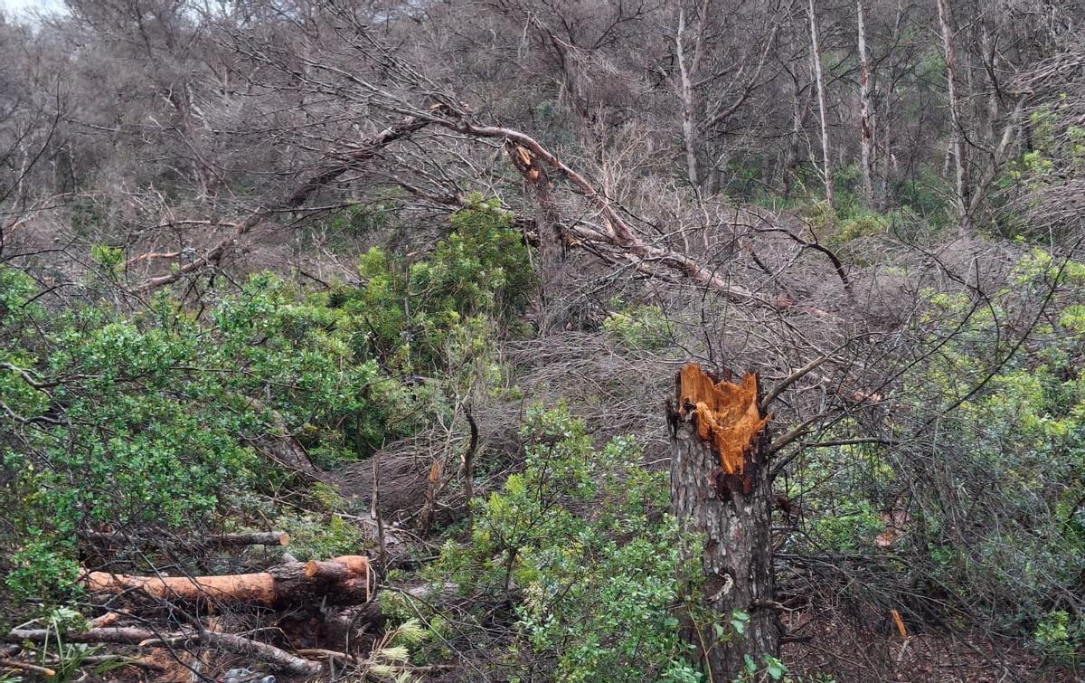 Pinos tronchados y caídos en la masa forestal de la Falzia de Xàbia