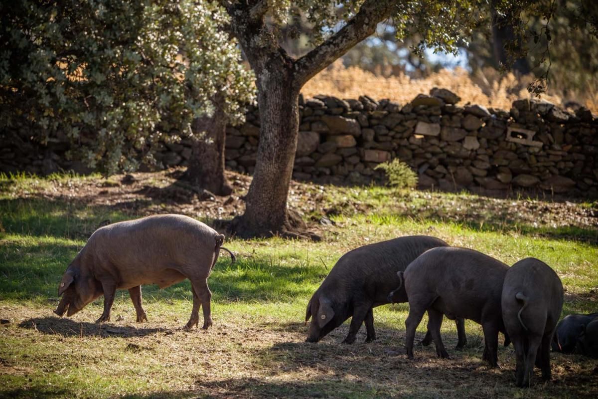 Concurso de Cortadores de Jamón de Los Pedroches