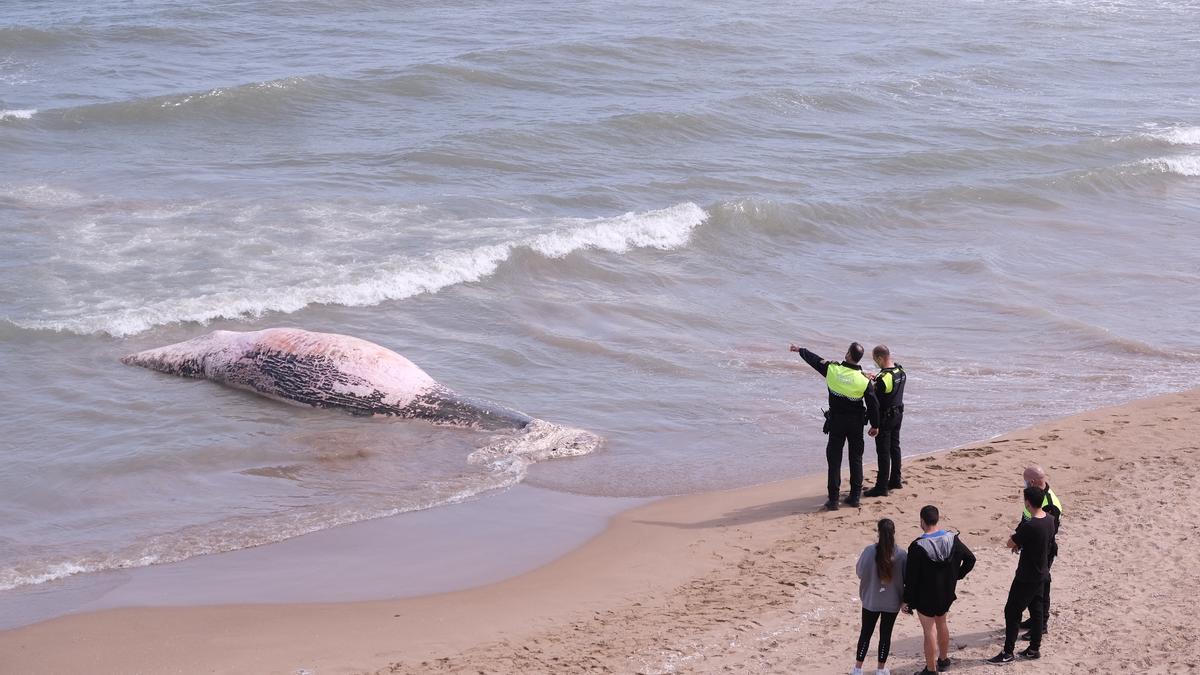 Aparece una ballena muerta en Guardamar