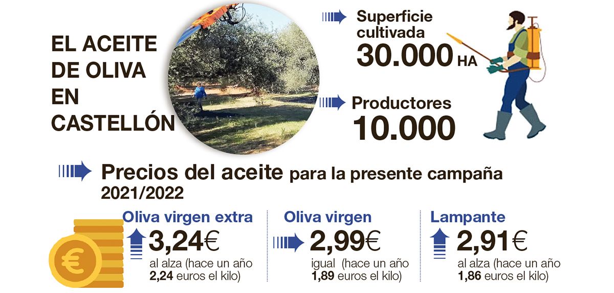 Radiografía del sector de la aceituna en Castellón. Maestrat y Palancia son las comarcas con más producción.