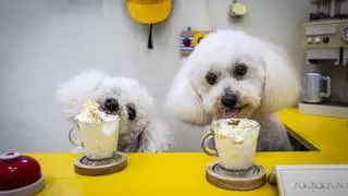 Abre la primera cafetería exclusiva para perros en Barcelona