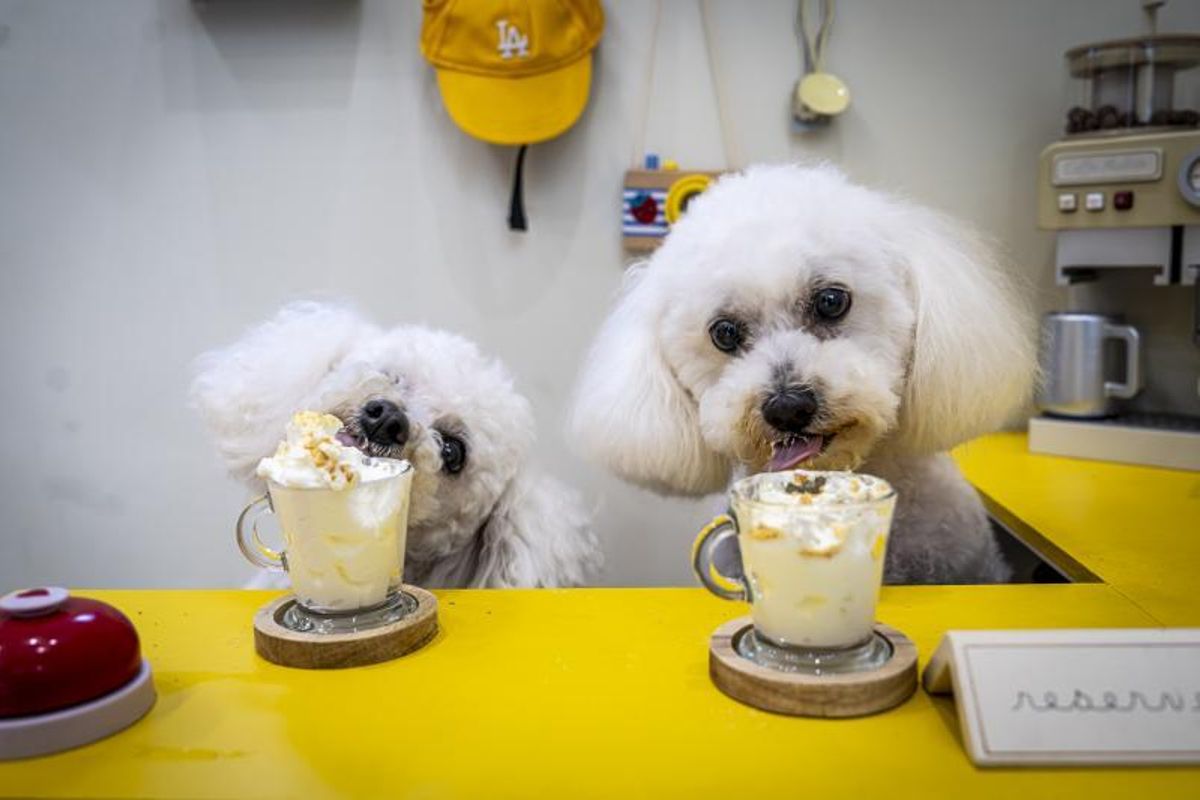 La primera cafetería de Barcelona solo para perros. En la foto, Chinchin y Naya lamen dogguccinos en la cafetería canina Voilà.
