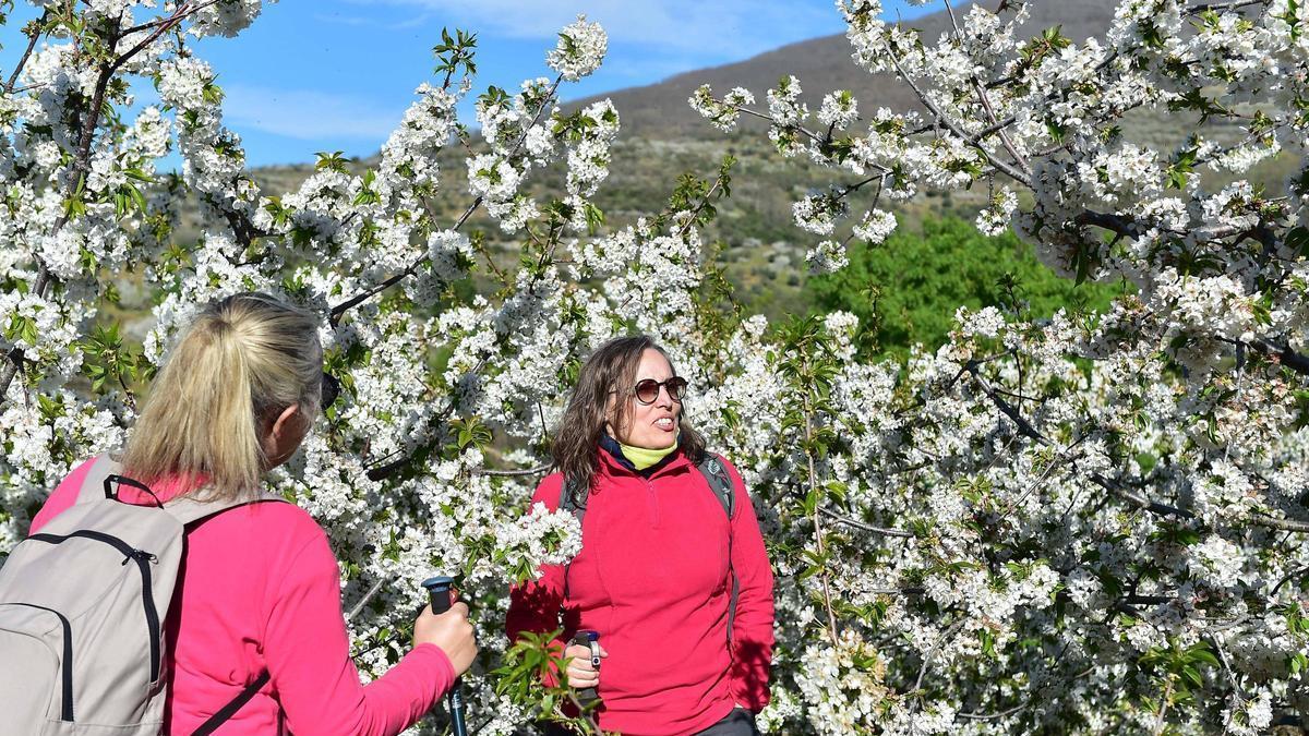La Fiesta del Cerezo en Flor abre sus puertas en Tornavacas con un homenaje al trabajo y la resistencia del Valle del Jerte