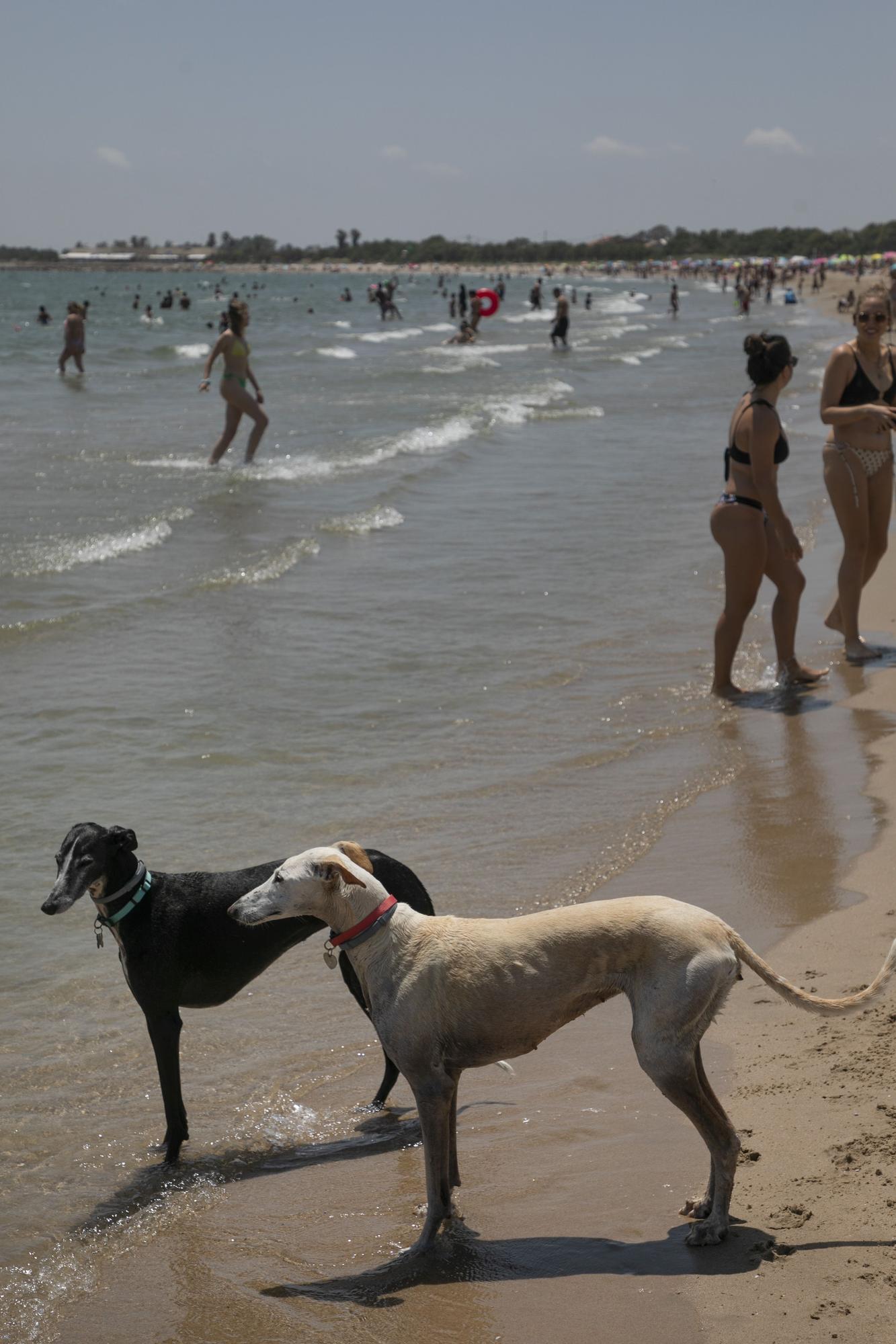 Playa canina de Pinedo