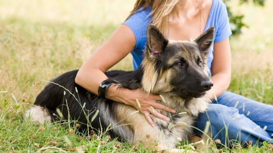 CANARIAS.-Pleno.- El Parlamento de Canarias pide un plan de choque contra el abandono y maltrato animal