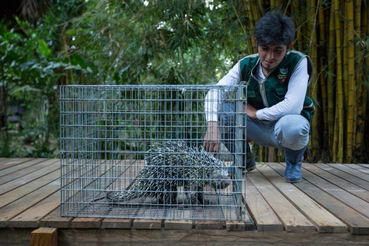 Animal rescatado tras ser objeto de tráfico ilegal