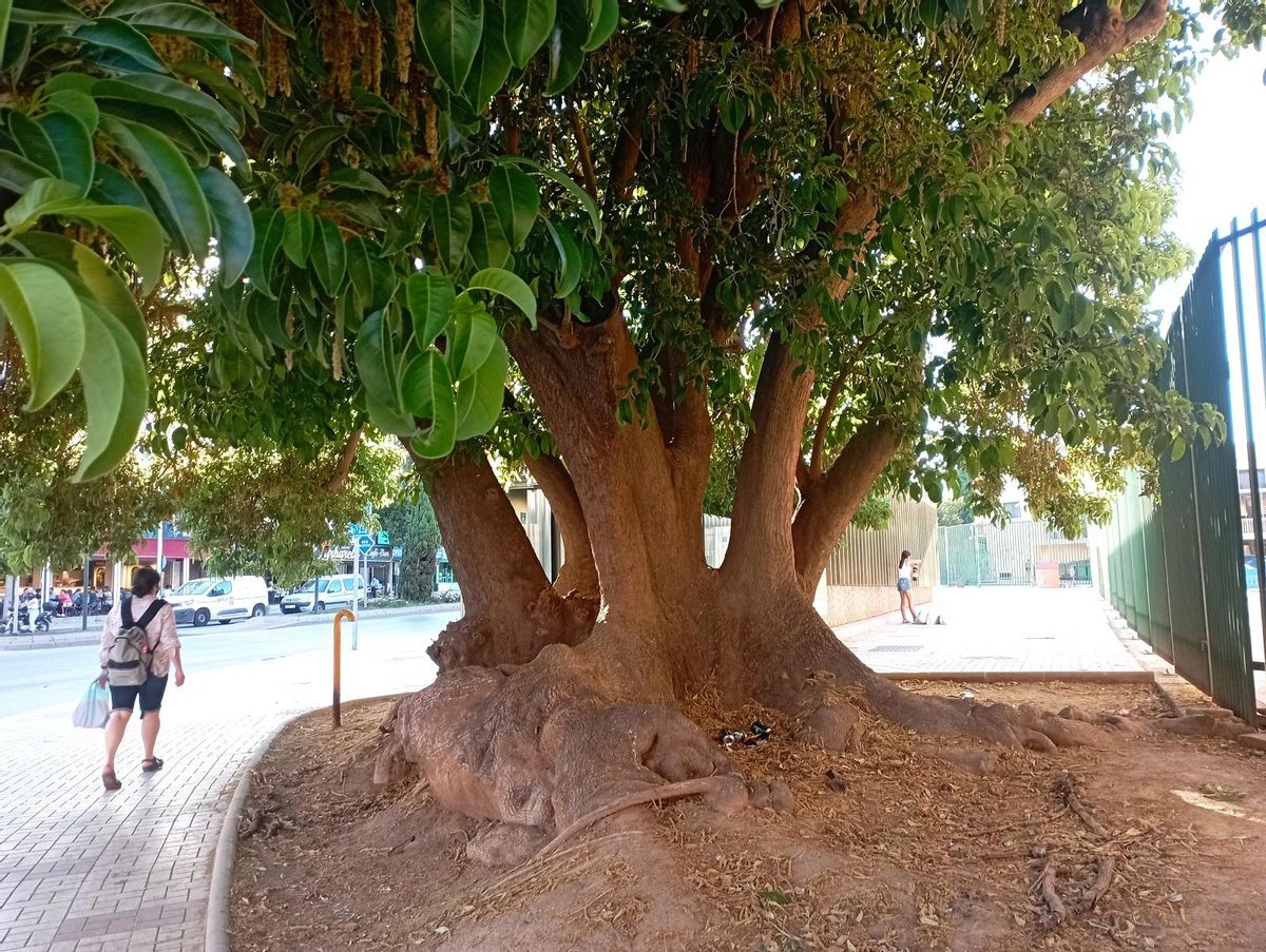 Otro detalle del exótico ejemplar junto al metro de Barbarela.