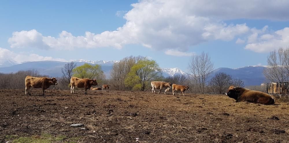 Vaques observant el toro, a la Cerdanya.