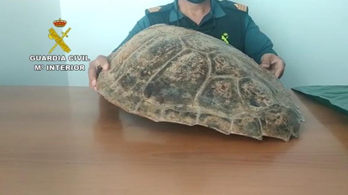 Denunciado un hombre en Lanzarote por tener un caparazón de tortuga de una especie protegida