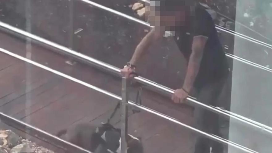 Un perro mata a un gato ante la pasividad de su dueño en Fuerteventura