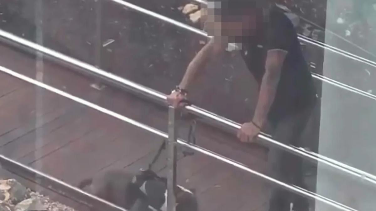 Un perro mata a un gato ante la pasividad de su dueño en Fuerteventura