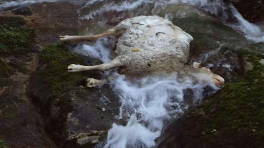 Uno de los cadáveres de una oveja hallados en pleno curso  del regato de Vilariño, en la zona de San Cosme.