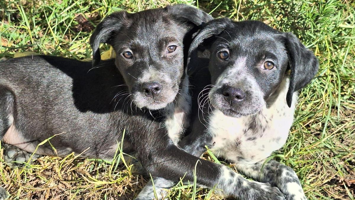 Perro rescatados en el refugio