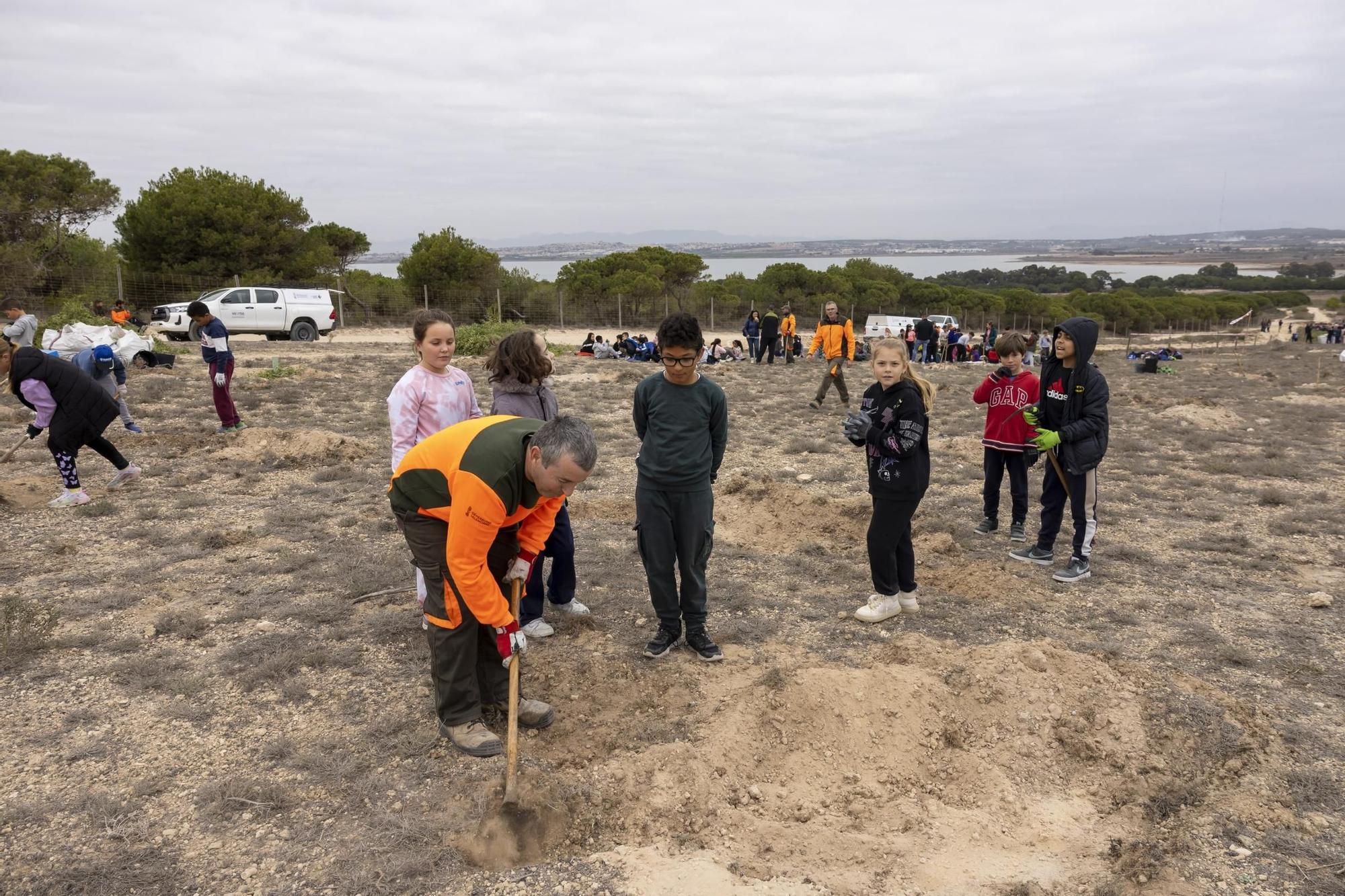 800 escolares se implican en la celebración del Día del Árbol con la plantación de especies autóctonas en torno a la laguna de La Mata de Torrevieja
