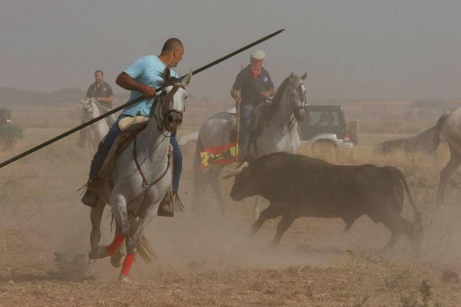 Fiestas en Zamora: Encierro en Villalpando