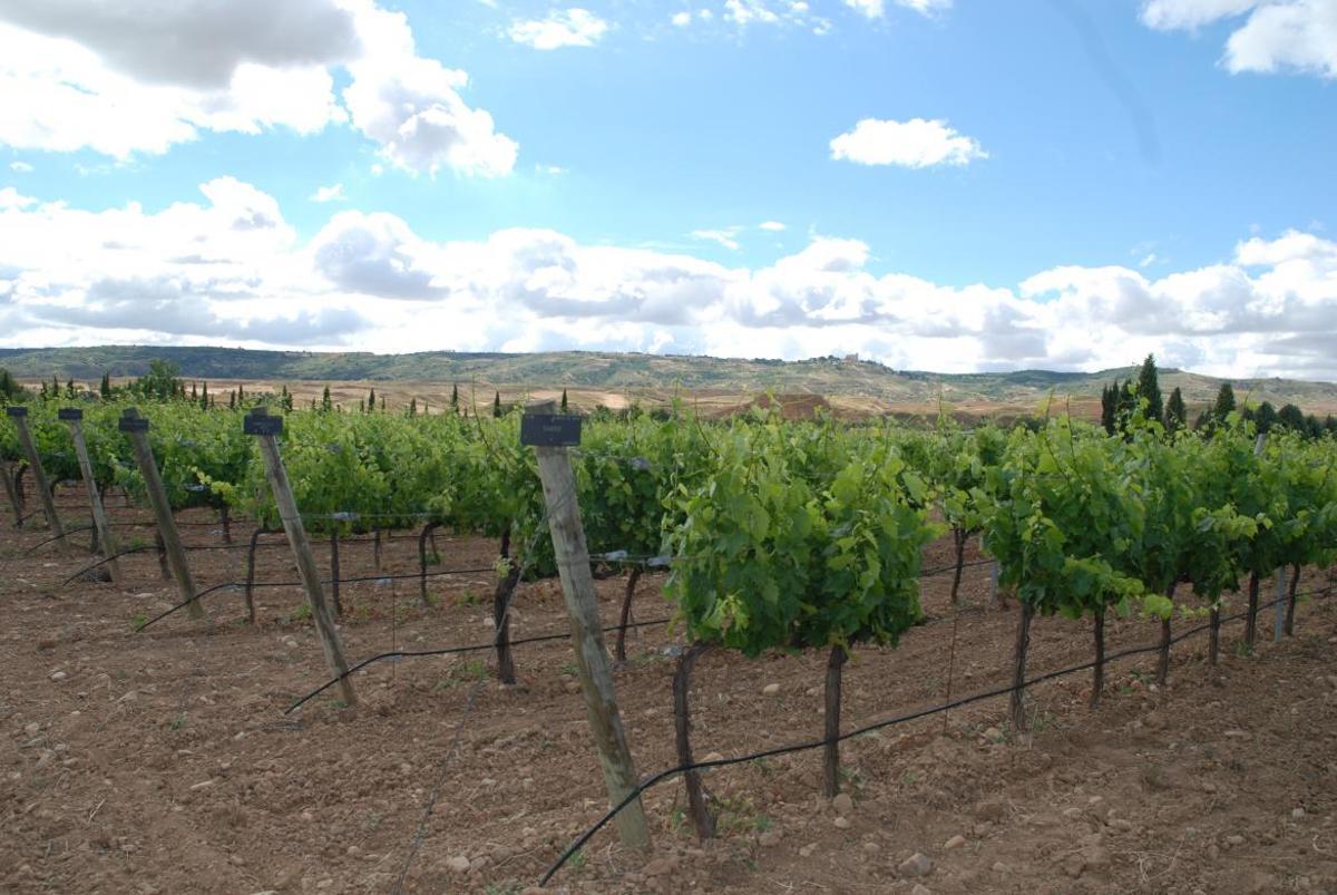 La Comunidad de Madrid lidera un estudio en España que ha permitido localizar 95 variedades centenarias de vid que se creían desaparecidas.