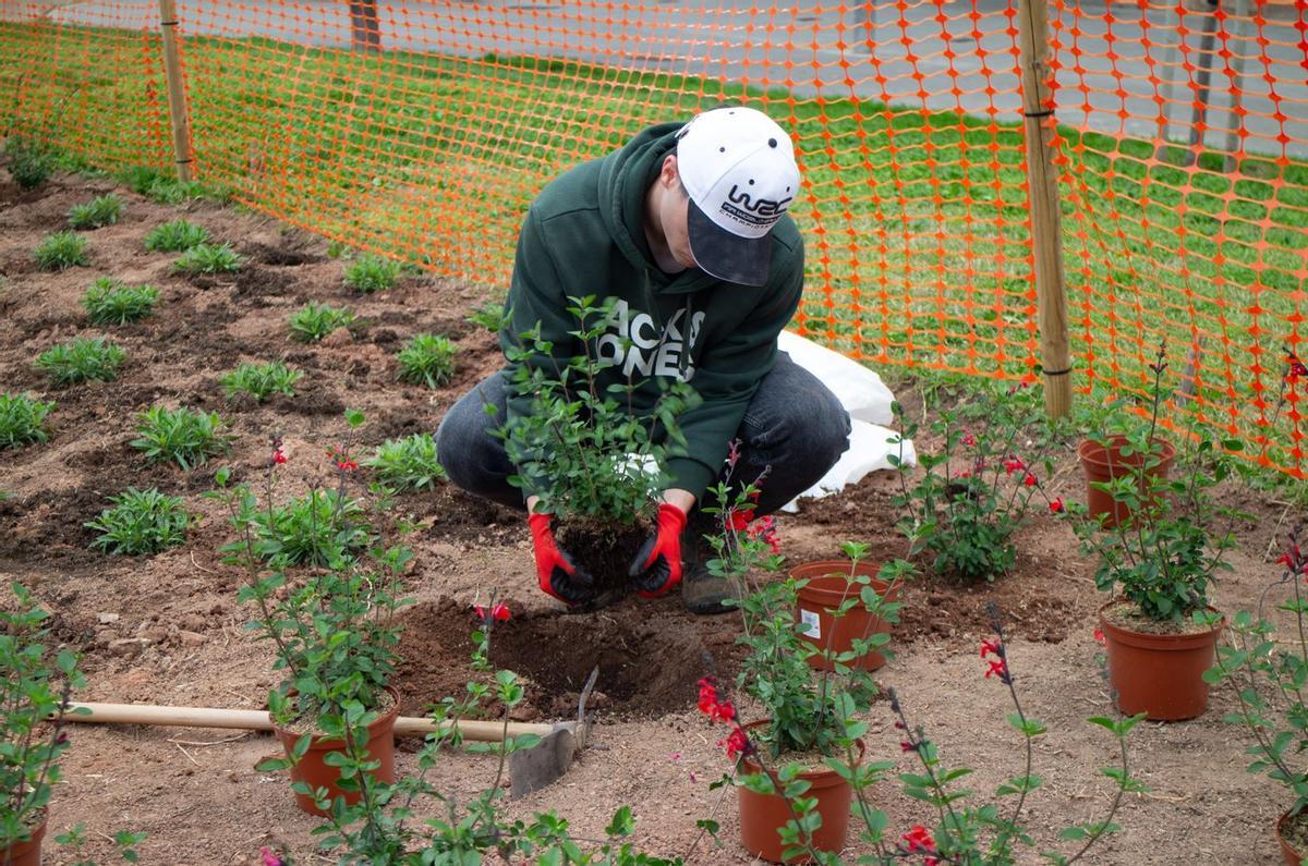 Plantació de les noves plantes a la plaça Bages
