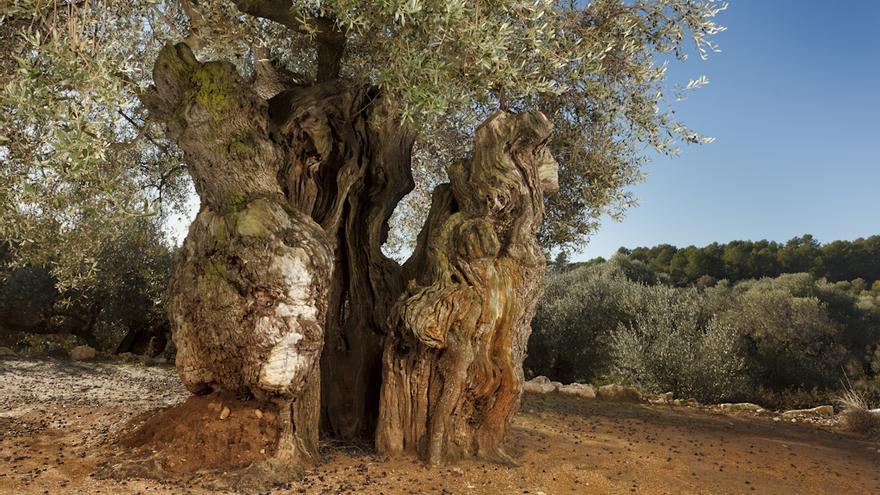 Imagen de un olivo milenario en Sant Jordi.