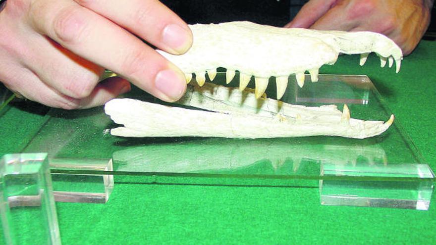 Detalle del maxilar del cocodrilo.