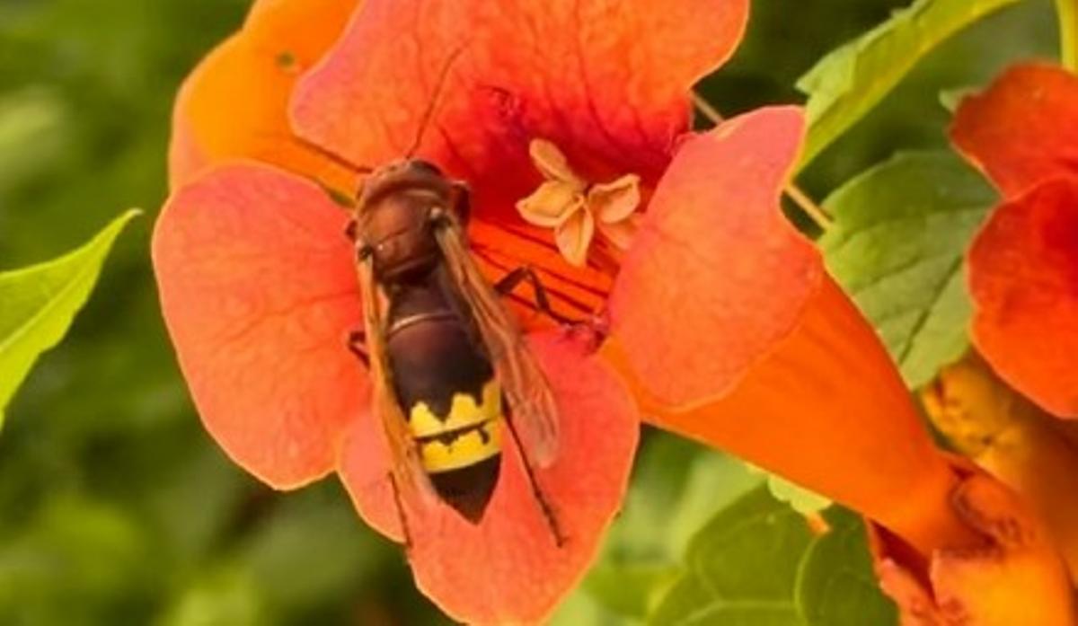 Una obrera de avispón oriental alimentándose de néctar en una flor en el Centro de Córdoba.