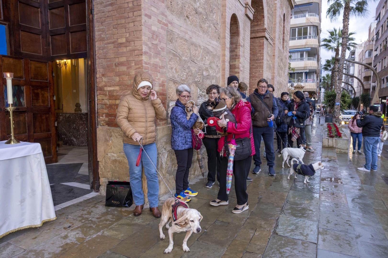 Bendición de animales por San Antón bajo una lluvia invernal en Torrevieja