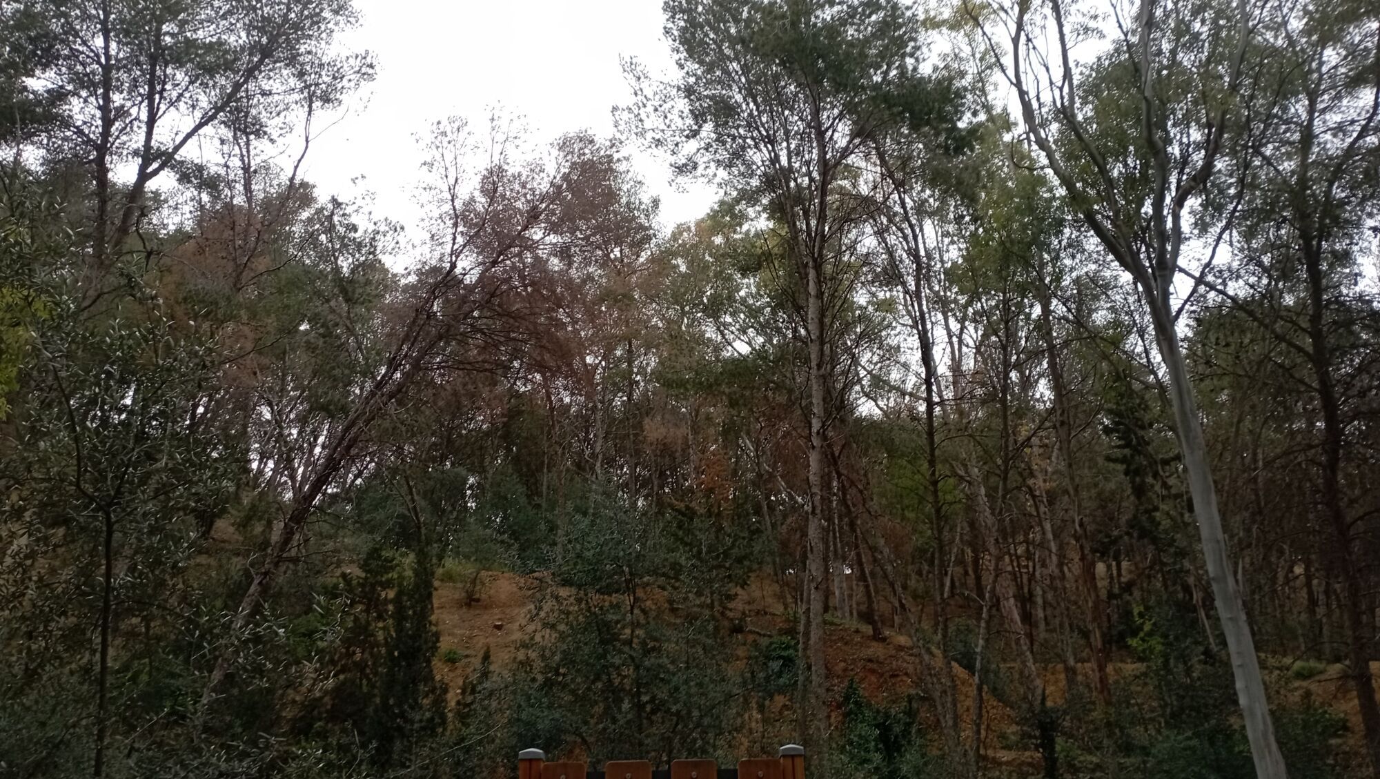 La plaga 'la seca' ataca los pinos de Gibralfaro y el Morlaco