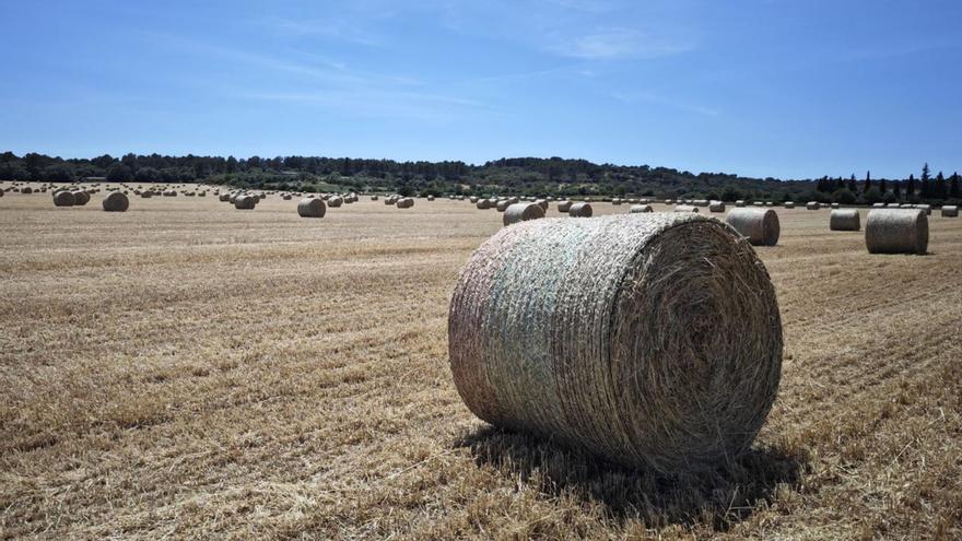 &quot;Mehr Immobilienmakler als Bauern&quot;: Dieses gepfefferte Manifest ist ein Hilferuf von Landwirten auf Mallorca