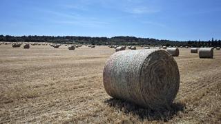 "Mehr Immobilienmakler als Bauern": Dieses gepfefferte Manifest ist ein Hilferuf von Landwirten auf Mallorca