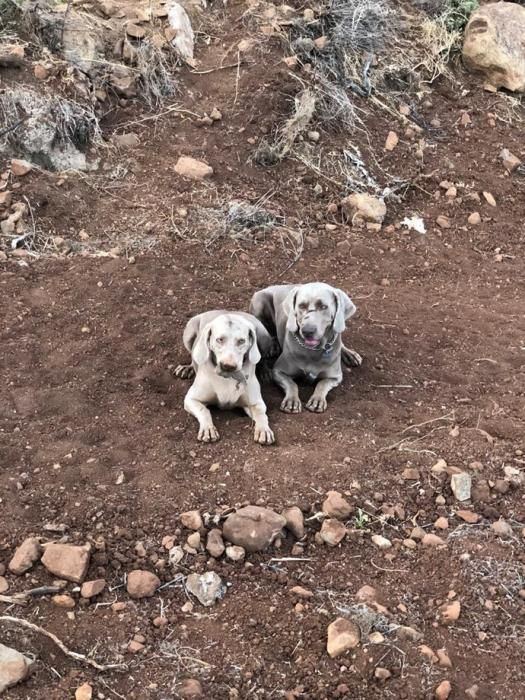 Iman Vom Fuch Lenven, perro de raza Branco de Weimar, con su cachorro.