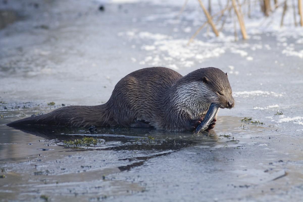 Ejemplar de nutria europea