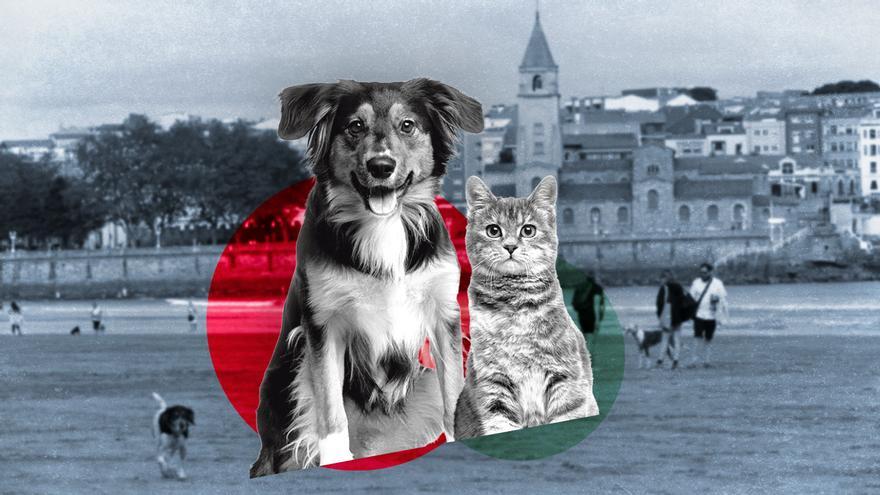 El mapa animal del Gijón: estas son las zonas con más perros y más gatos por metro cuadrado