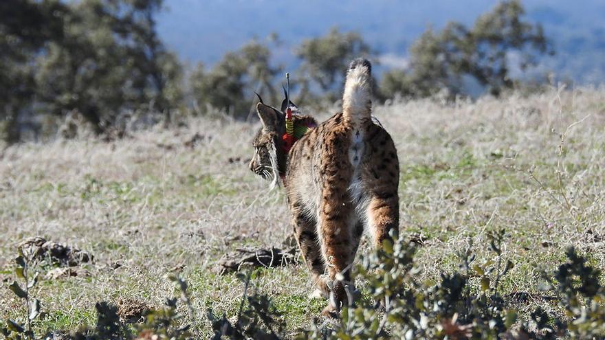 Cuatro de los ocho linces introducidos en las tierras altas de Lorca este año han muerto