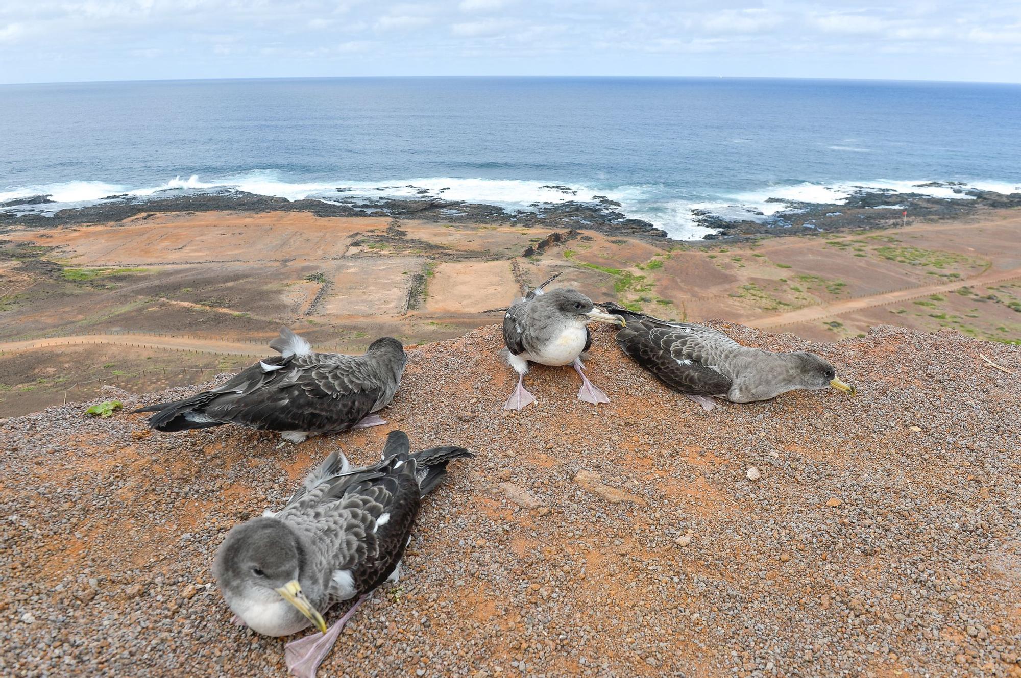 Suelta de pardelas en el mirador de Las Coloradas