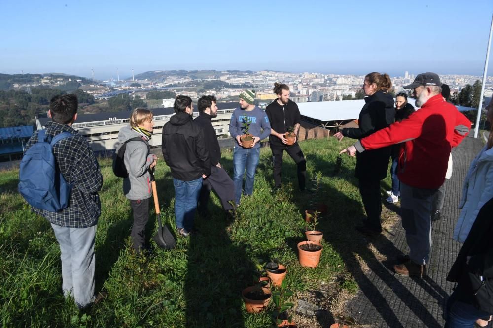 La oficina de medio ambiente de la Universidade da Coruña convoca la plantación de árboles en un antiguo eucaliptal.