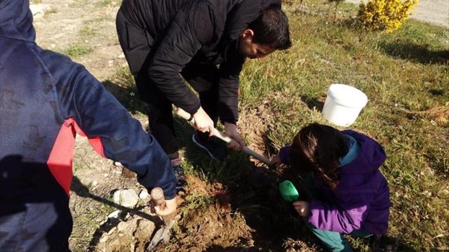 Los escolares plantan unos 200 pinos