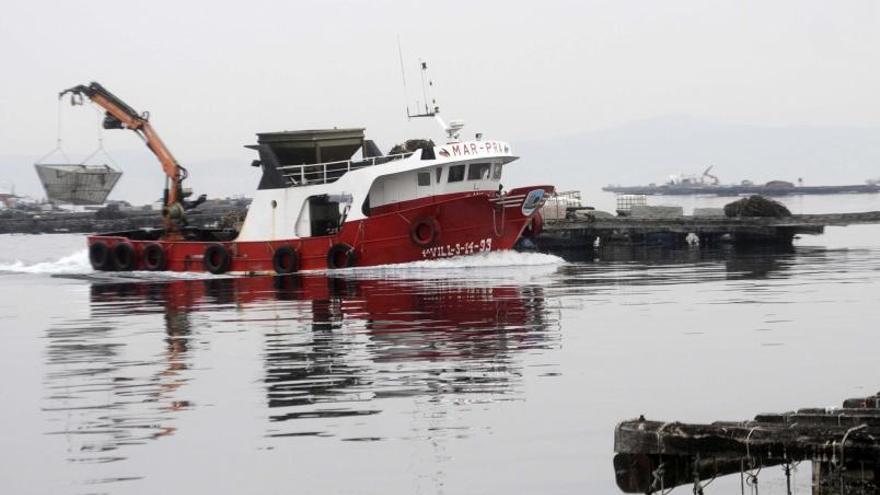 Un barco auxiliar de acuicultura y varias bateas con sus cuerdas de cultivo y de cría, en la ría de Arousa. |  NOÉ PARGA