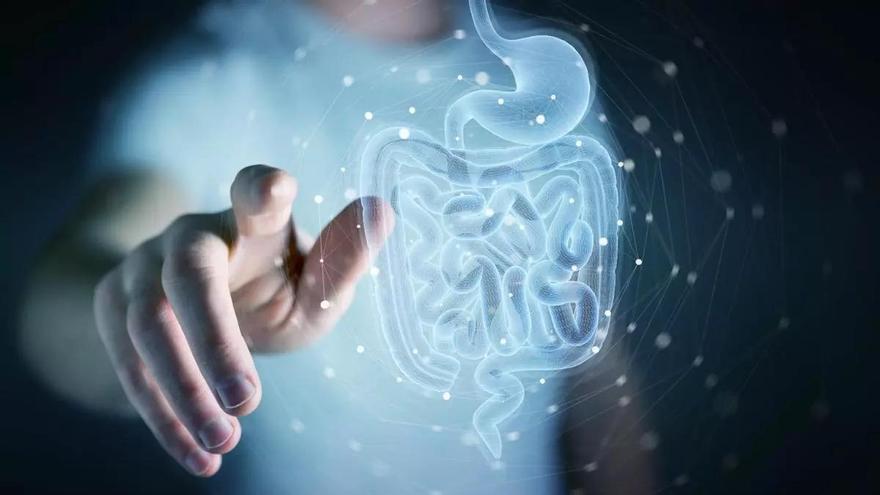 L'estrès crònic podria alterar la microbiota intestinal, accelerar l'envelliment del sistema immunitari i afeblir les defenses